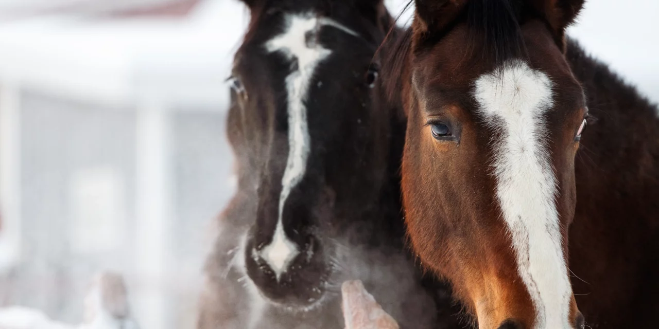 Alle Winter wieder – wenn’s in der Verdauung klemmt…