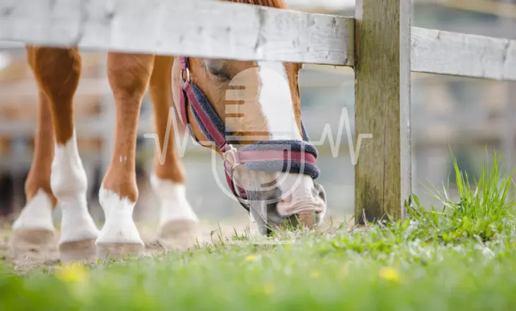 Sanoanimal Podcast #34 – Worauf sollte ich beim Anweiden achten?