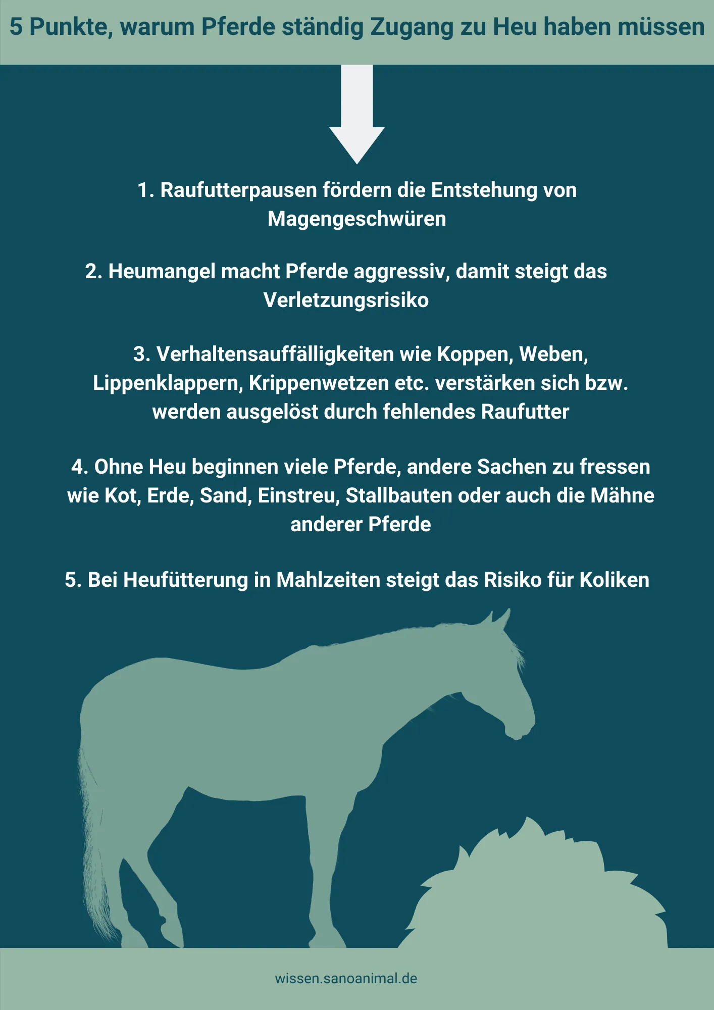 5 Punkte, warum Pferde ständig Zugang zu Heu haben müssen