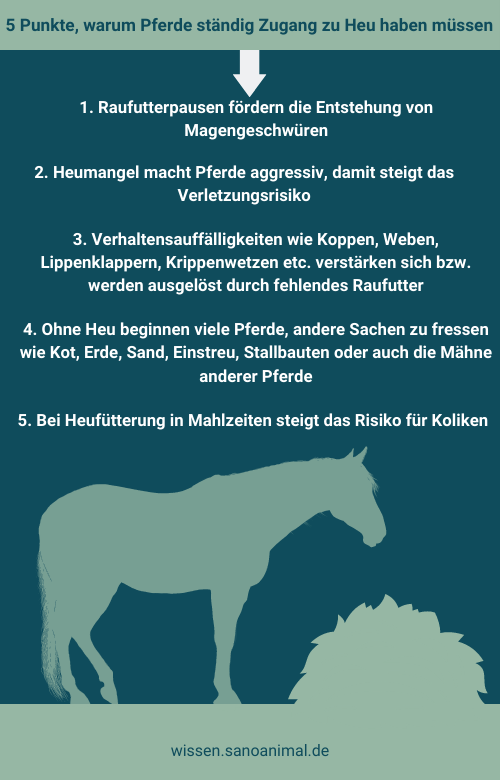 5 Punkte, warum Pferde ständig Zugang zu Heu haben müssen