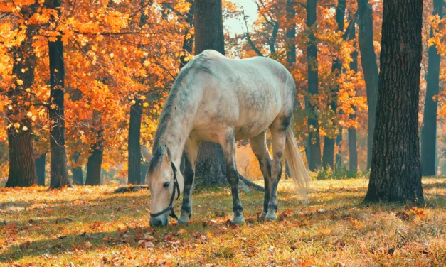Welche Mineralien braucht mein Pferd im Herbstfellwechsel?