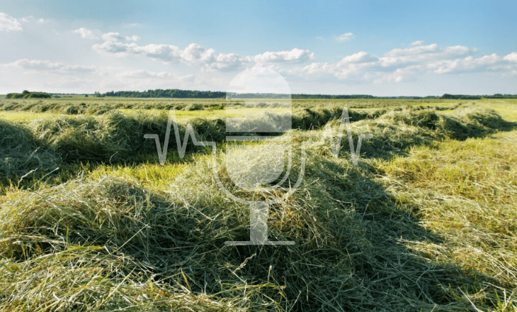 Podcast, Heuernte