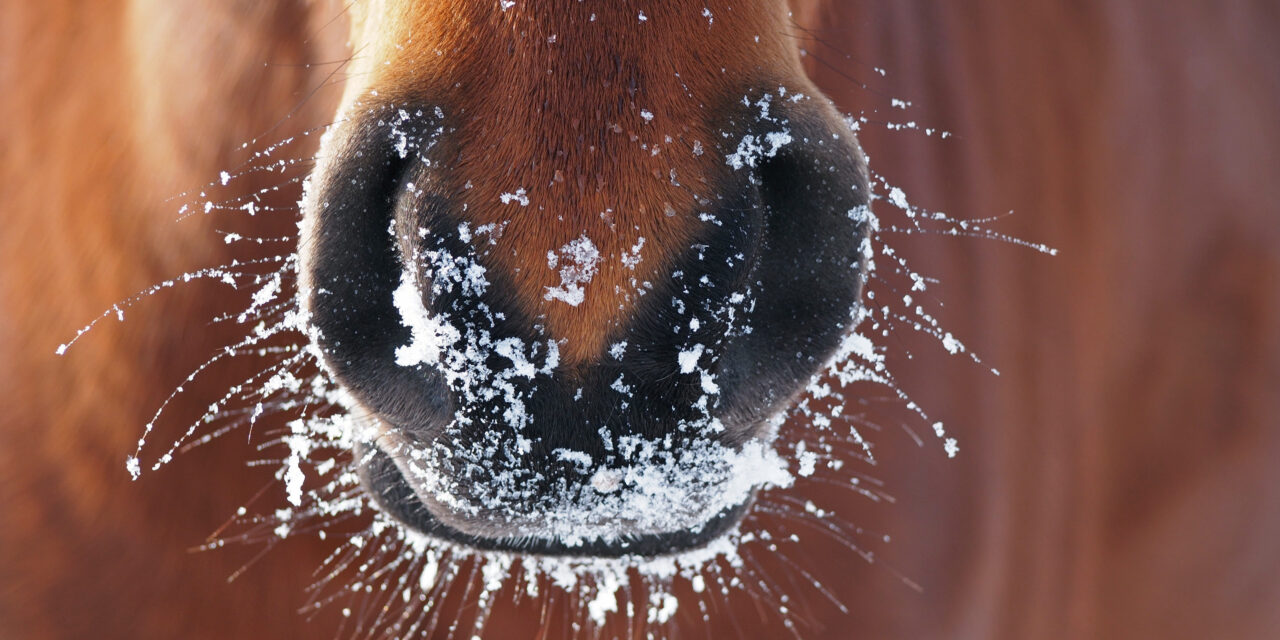 5 Tipps, um Stall und Paddock optimal auf den Winter vorzubereiten