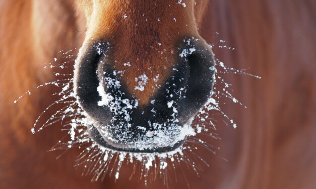 5 Tipps, um Stall und Paddock optimal auf den Winter vorzubereiten