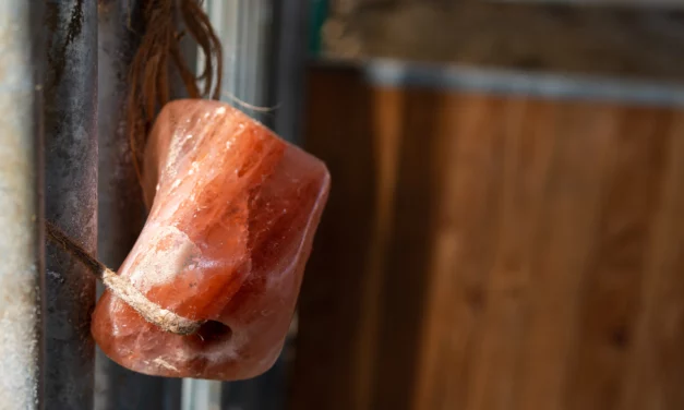 Salzlecksteine „all you can eat“ im Aufzuchtstall – geht das gut?