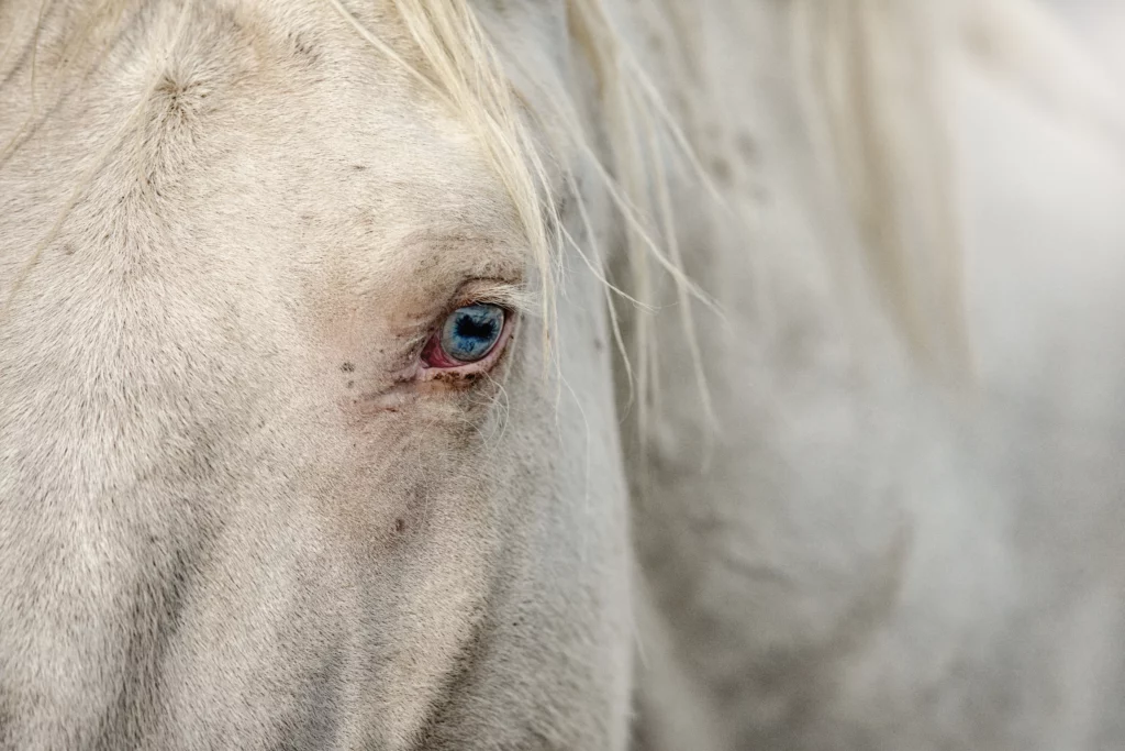 Close up eines Schimmelpferdes mit einem hellblauen Auge
