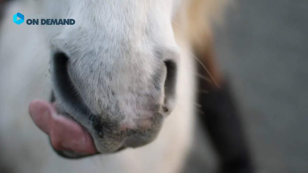 Pferd leckt sich den Mund