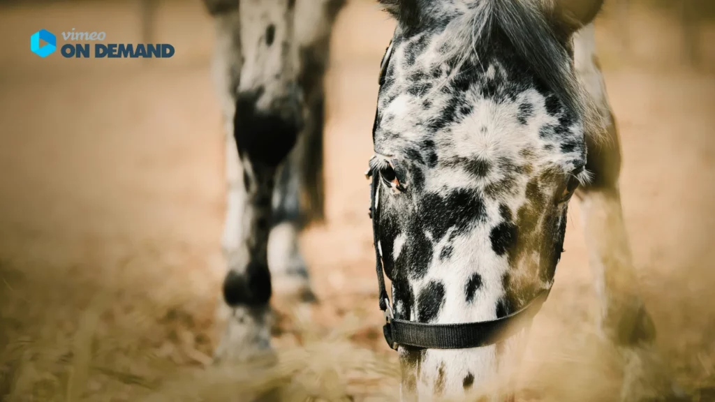 geschecktes Pferd frisst