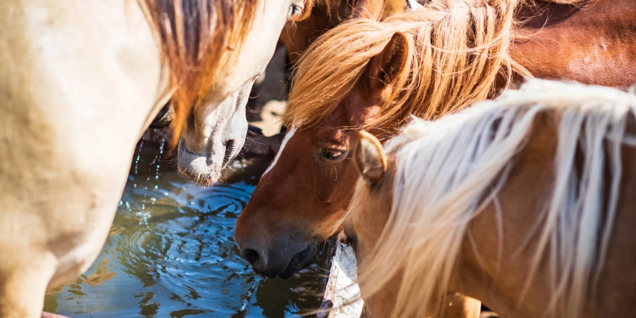 Nitrat im Trinkwasser