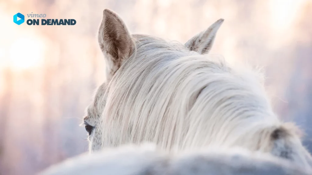 Vimeo on demand. Hinterkopf eines Schimmels