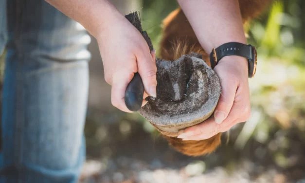 Bröselnde Hufsohle – mögliche Ursachen und Therapieansätze