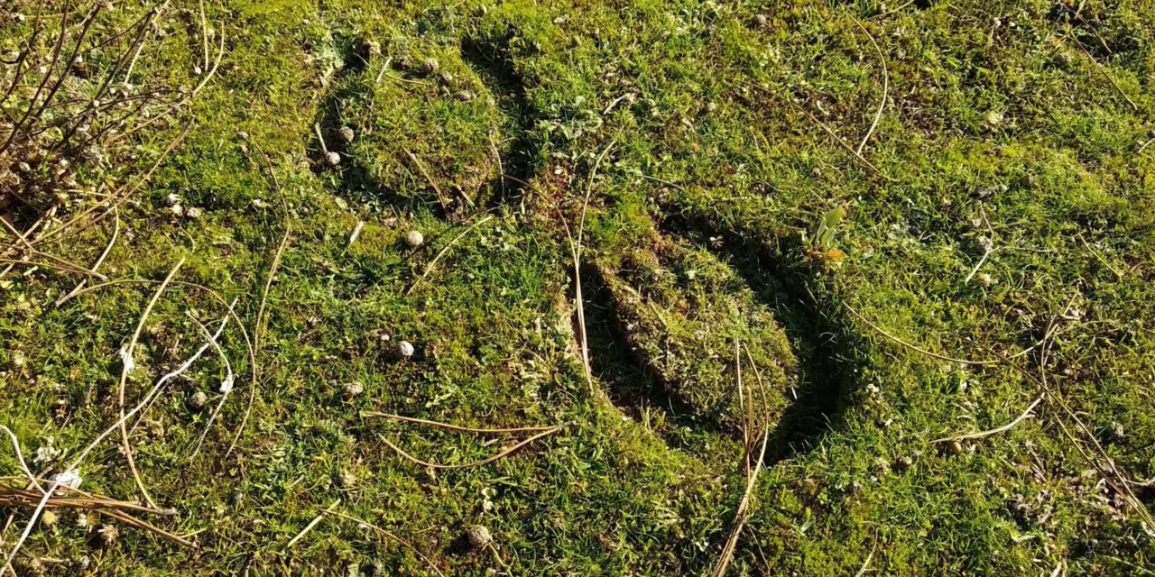 <strong>Kräutertipp: Moos</strong>