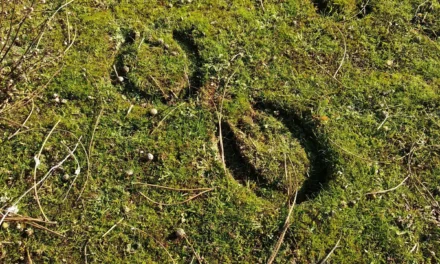 <strong>Kräutertipp: Moos</strong>