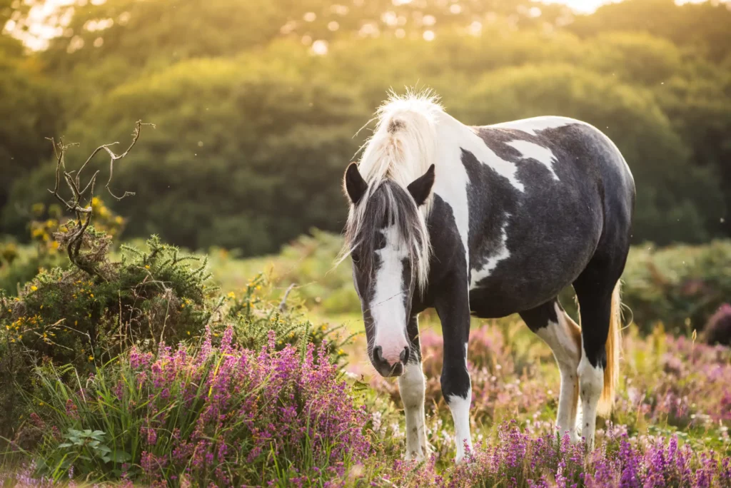 Tinker Pferd in einer Heidekraut Landschaft