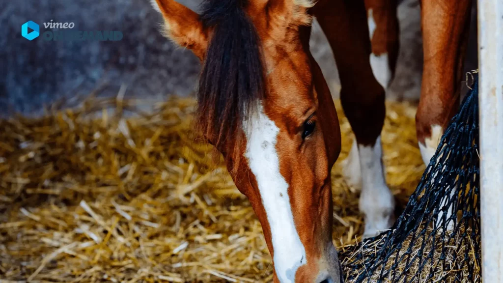 Dösendes Pferd
