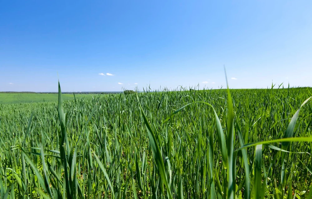Kräutertipp: Grünhafer