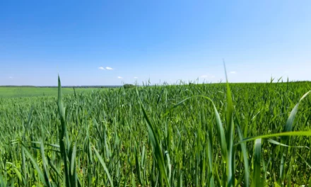 Kräutertipp: Grünhafer