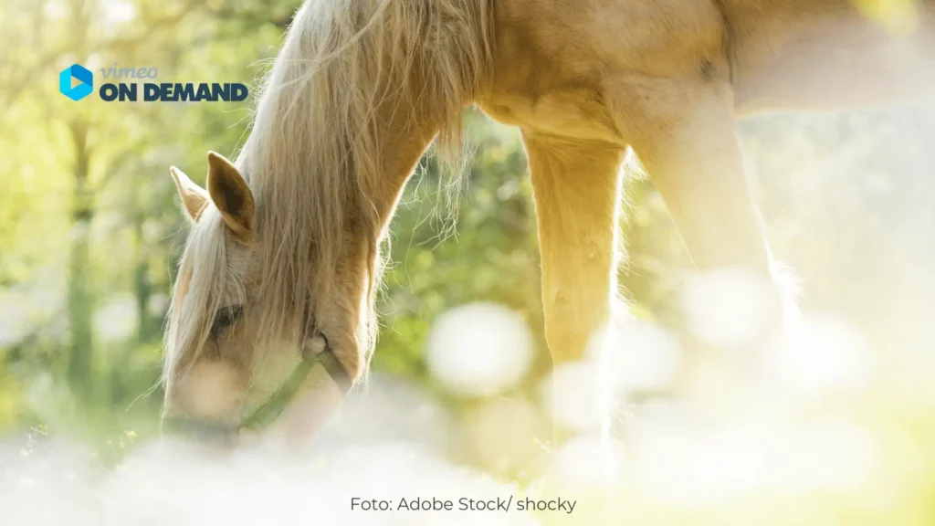 Pferde mit Halfter frisst