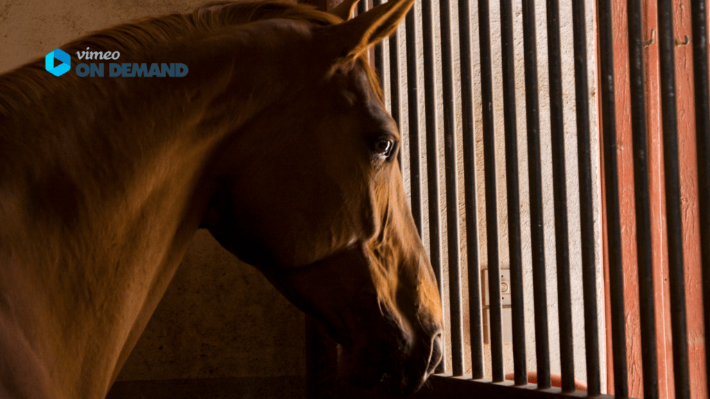 Pferd schaut nach draußen