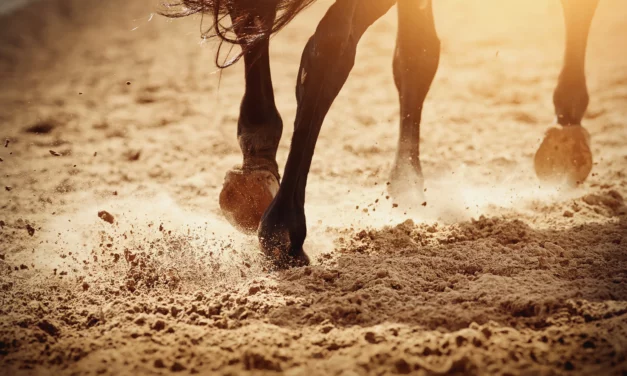 Fact Sheet: Laminitis