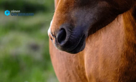 Ringvorlesung Insulinresistenz – viel häufiger als man denkt!