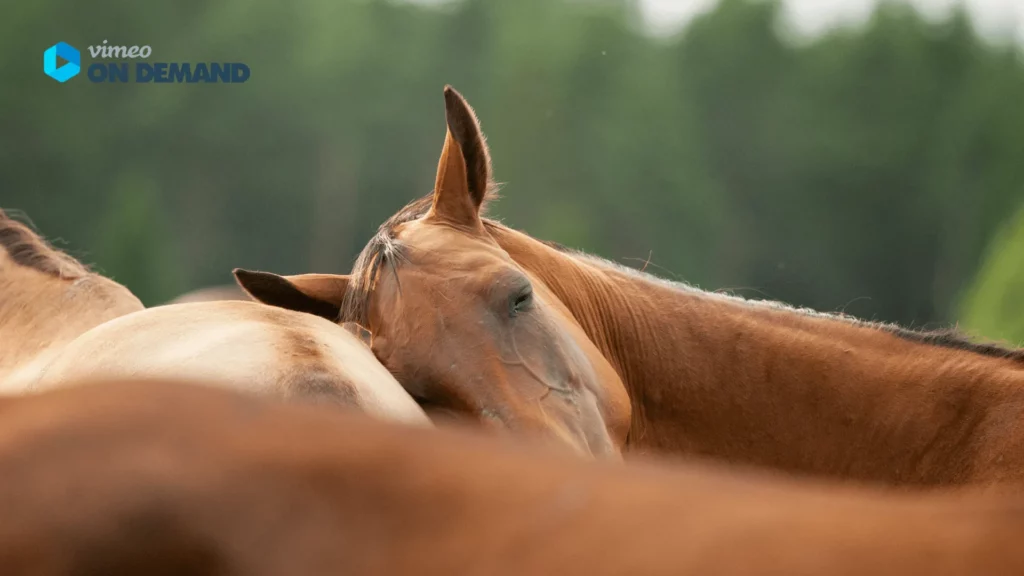 Pferd lehnt sich an einem anderen Pferd. Vimeo on demand