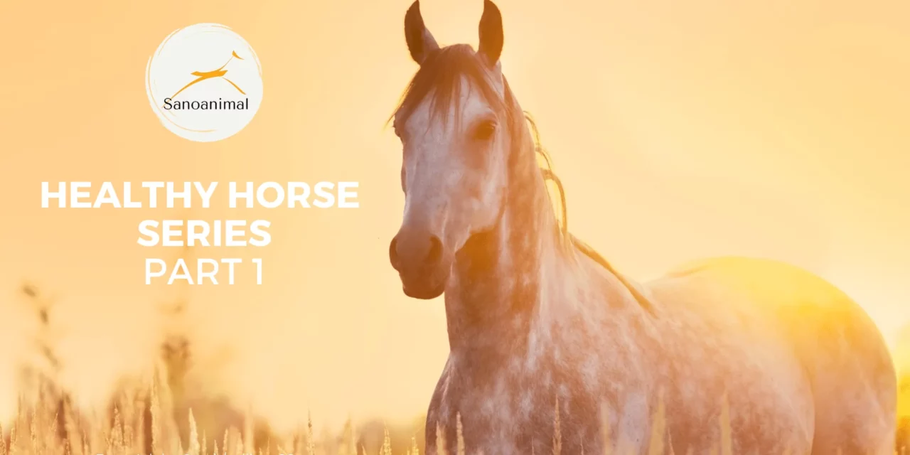 HEALTHY HORSE SERIES PT. 1/3 – Feeding Horses Fit