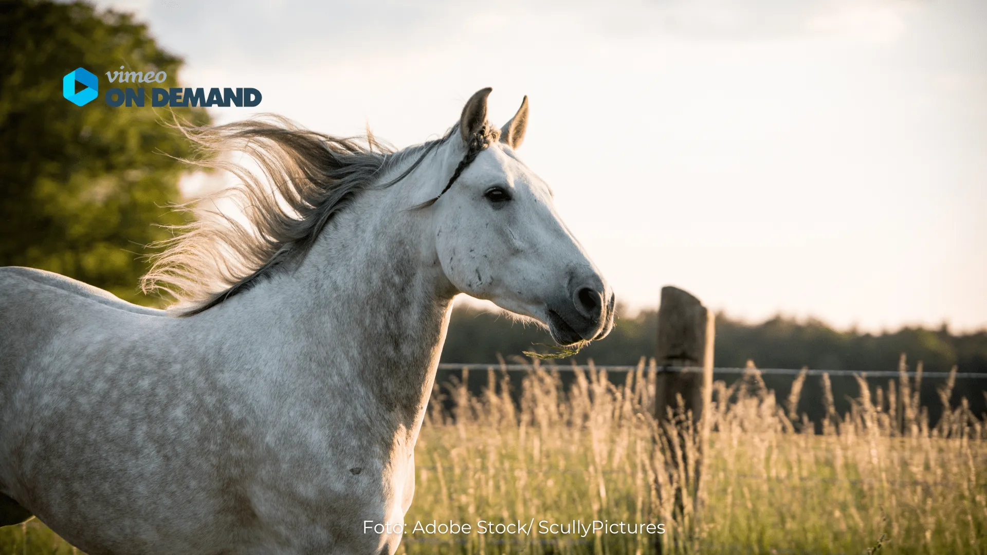 Pferd steht auf der Weide