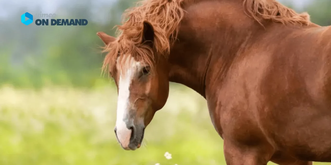 Ringvorlesung EMS – Was tun, wenn das Pferd immer mehr wird!