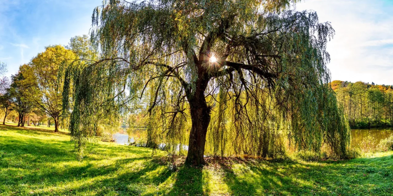 Kräutertipp: Weidenbaum