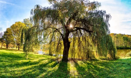Kräutertipp: Weidenbaum