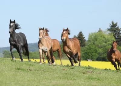 Verschieden bemuskelte Pferde rennen über die Weide