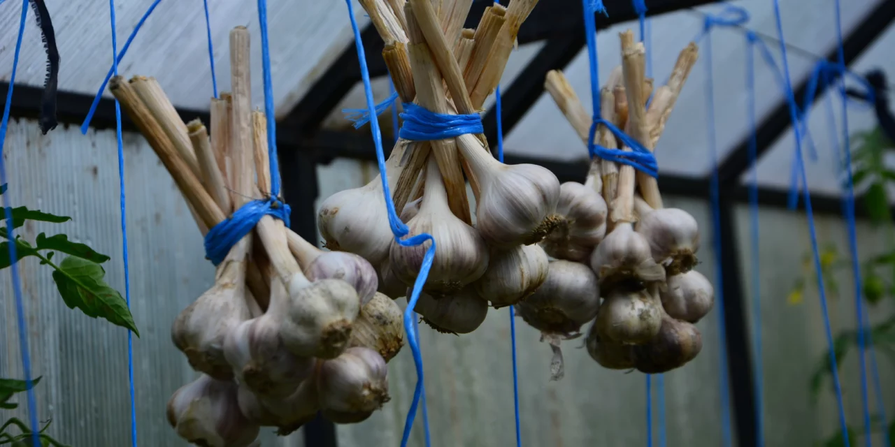 Kräutertipp: Knoblauch