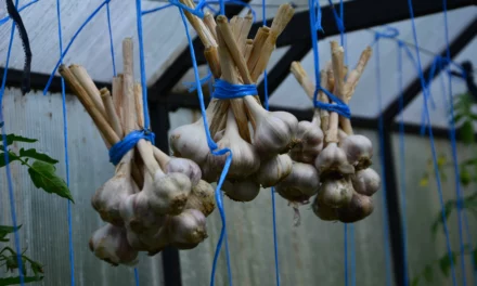 Kräutertipp: Knoblauch