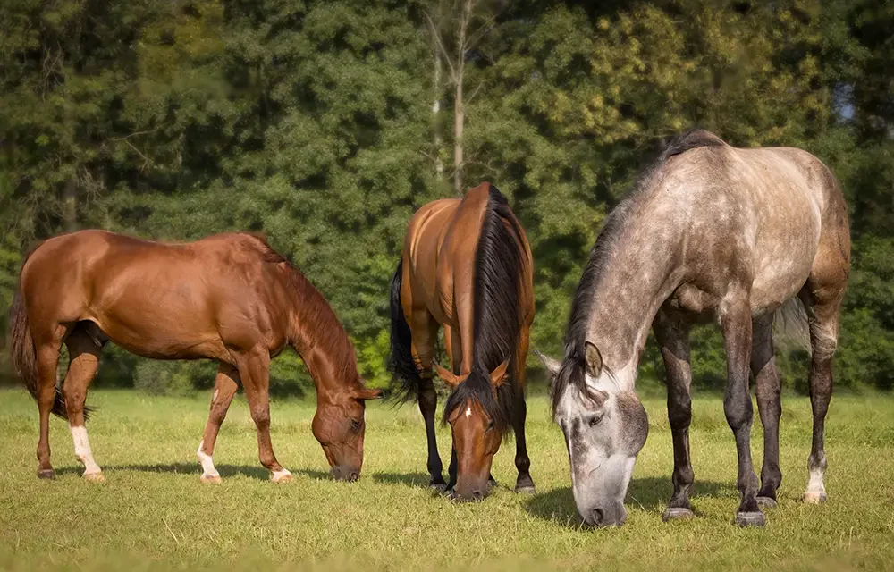 Zucker im Gras
