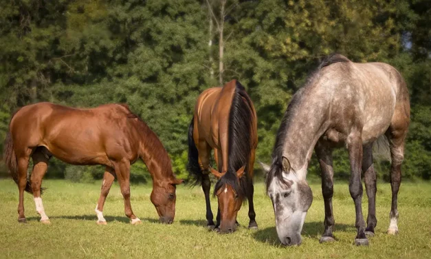 Zucker im Gras