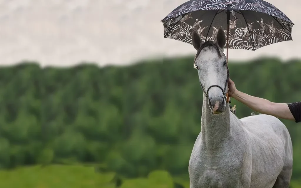 Zu heiß, zu kalt, zu trocken, zu nass – Extremwetter macht auch den Pferden zu schaffen