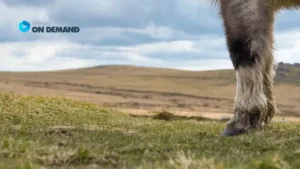 Pferdehufe und Beine auf offener Landschaft