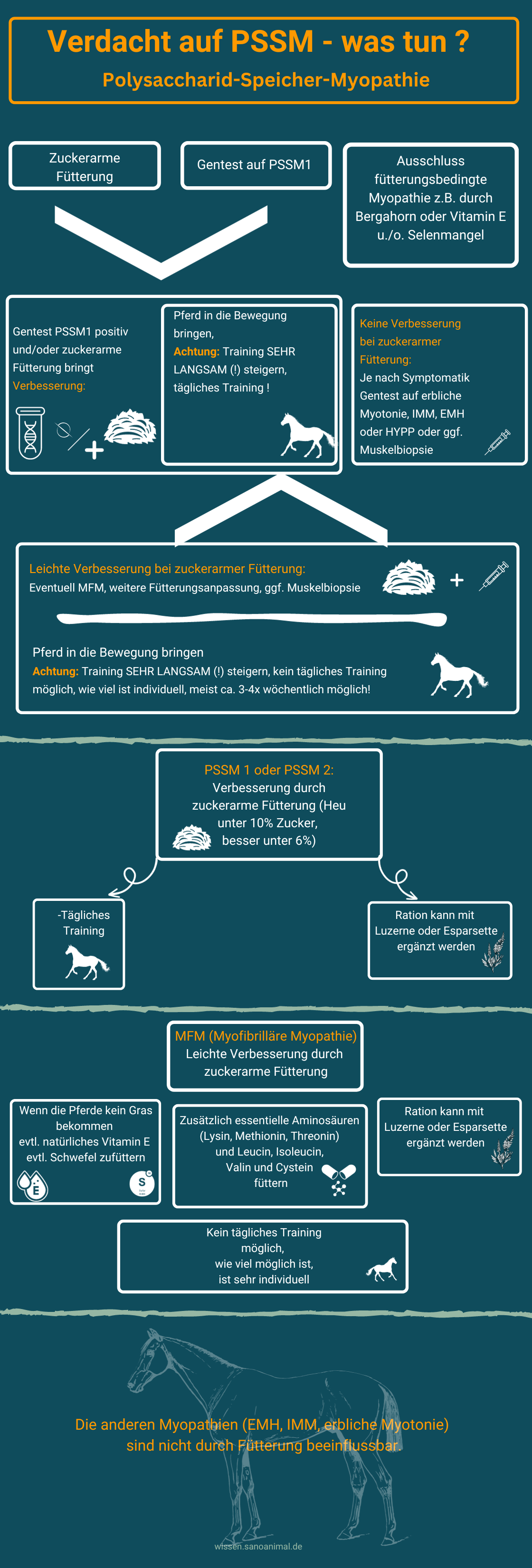 Verdacht auf PSSM Infografik 2