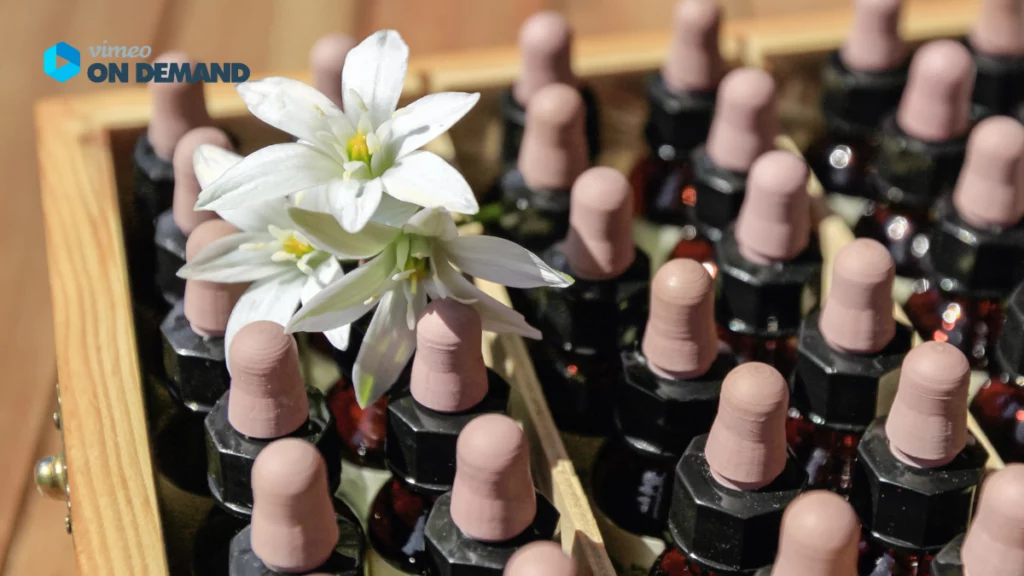 Bachblüten in einer Holzschachtel mit einer Star of Betlehem Blüte im Vordergrund.