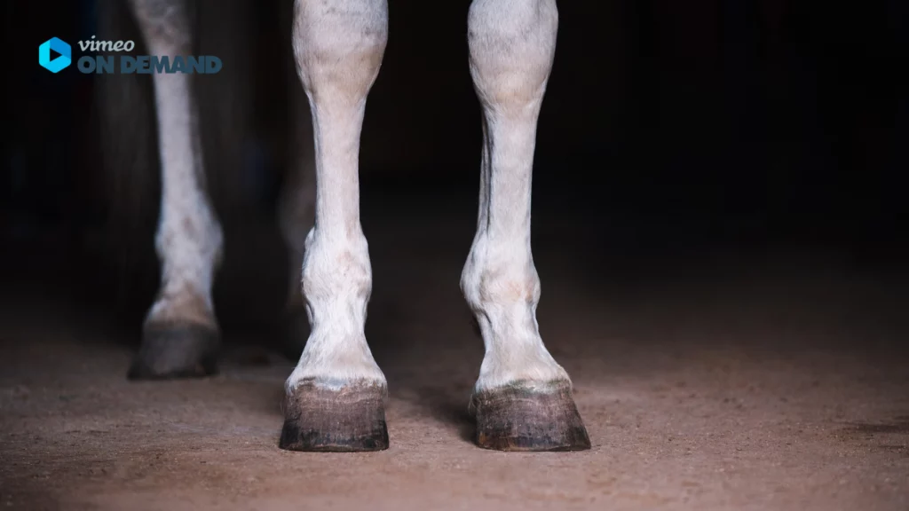 weiße Pferdebeine