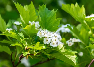 Blätter und Blüte der Heilpflanze Weißdorn