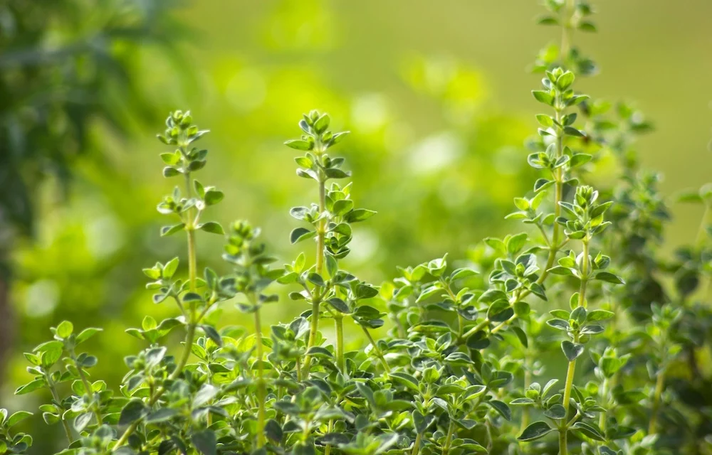 Kräutertipp: Oregano