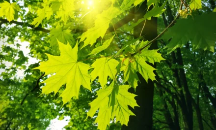 Ahorn auf der Weide – Wirkliche Gefahr oder reine Panikmache?