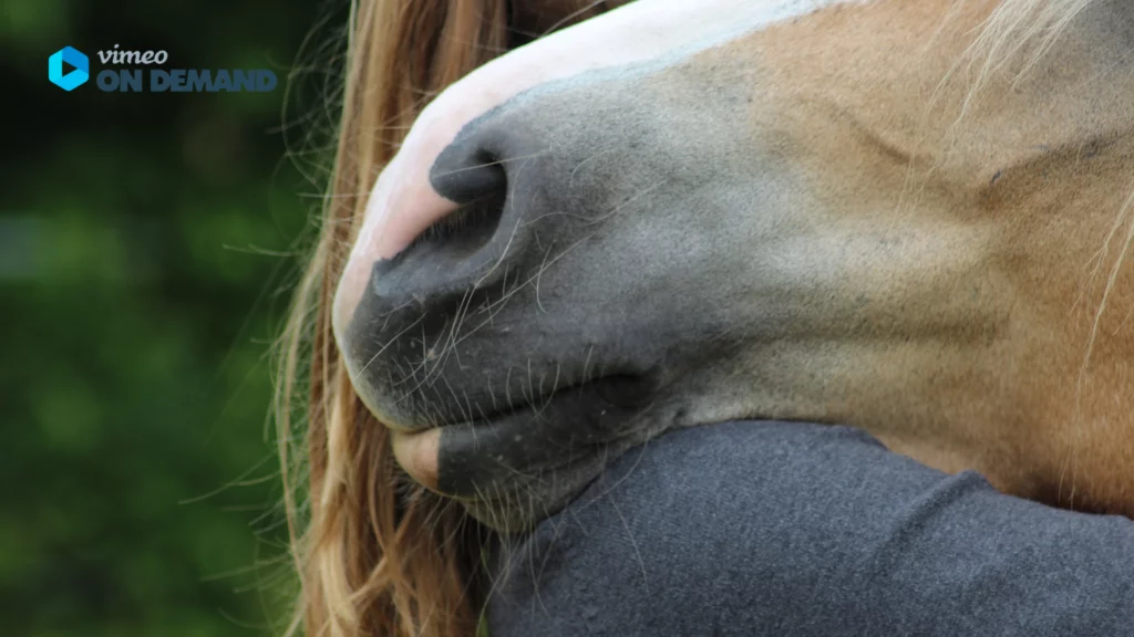 Pferd lehnt mit seinem Kopf auf der Schulter einer Frau