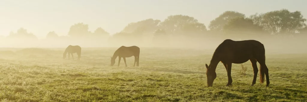 Pferde grasen im Morgennebel
