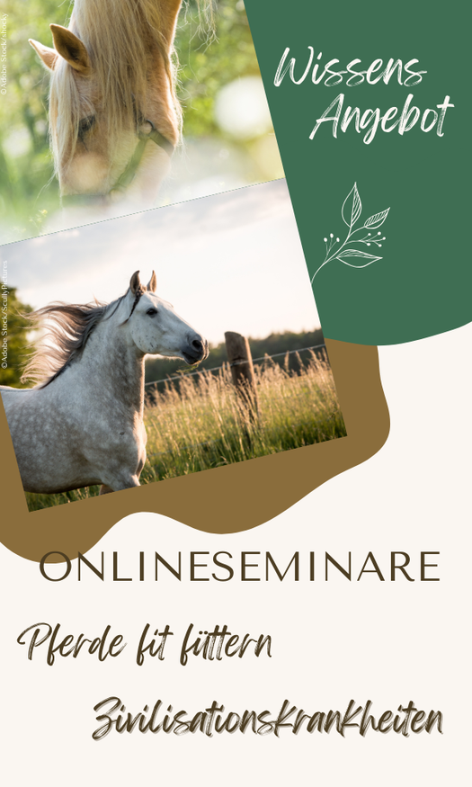 Wissen Angebot: Onlineseminare: Pferde fit füttern, Zivilisationskrankheit