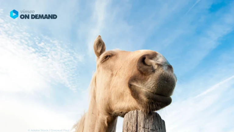 Pferd schläft auf einem Holzpfahl unter blauem Himmel