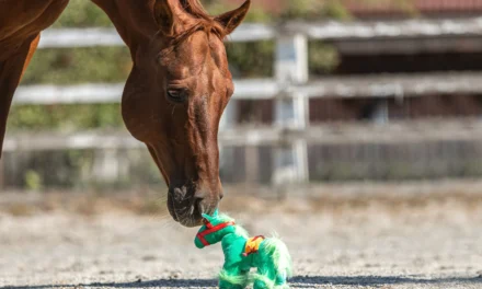 Lernblockaden beim Pferd erkennen und verstehen
