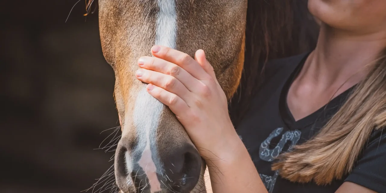 Voraussetzungen für erfolgreiches Lernen beim Pferd – Was braucht mein Pferd wirklich?